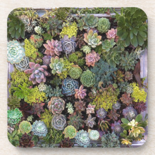 Succulent garden design coaster