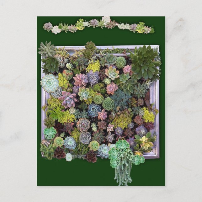 Succulent garden design postcard (Front)