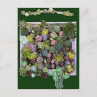 Succulent Garden Wall Display