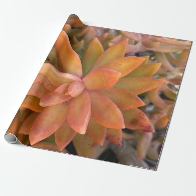 Succulent Gift Wrapping Paper (Unrolled)