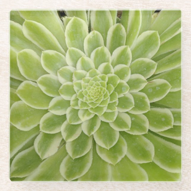 Succulent Glass Coaster (Front)