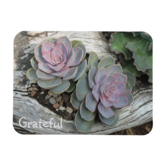 Succulent Gratitude Magnet