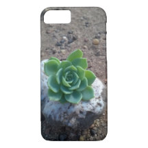 succulent green echeveria photo