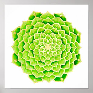 Succulent Green Leaves Gold Mandala Poster