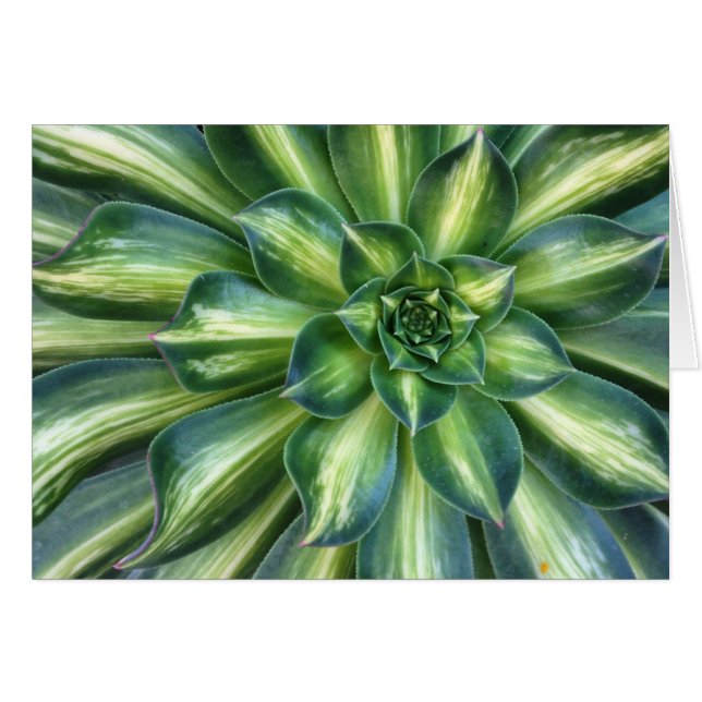 Succulent greeting card (Front Horizontal)