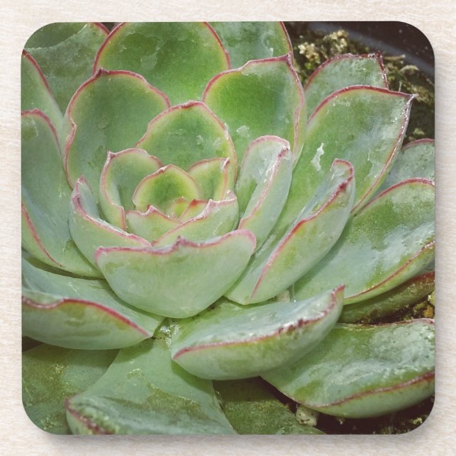 Succulent, Hen and Chicks Coaster (Front)