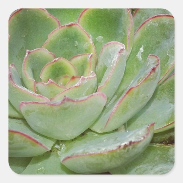 Succulent, Hen and Chicks Square Sticker (Front)