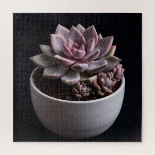 Succulent jigsaw puzzle