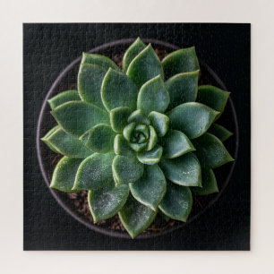 Succulent jigsaw puzzle