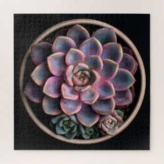 Succulent jigsaw puzzle
