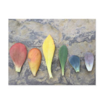 Succulent Leaf Rainbow