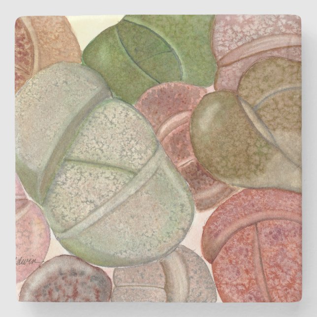 Succulent living stones (lithops) stone coaster (Front)