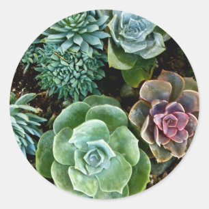 Succulent Love Classic Round Sticker
