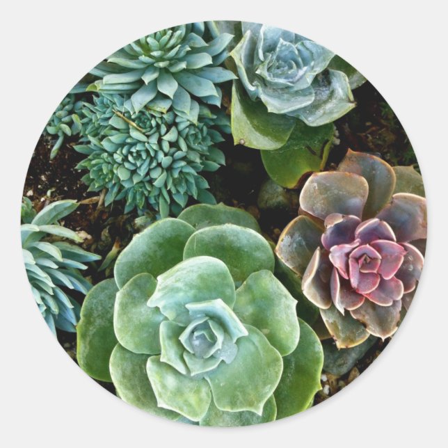 Succulent Love Classic Round Sticker (Front)