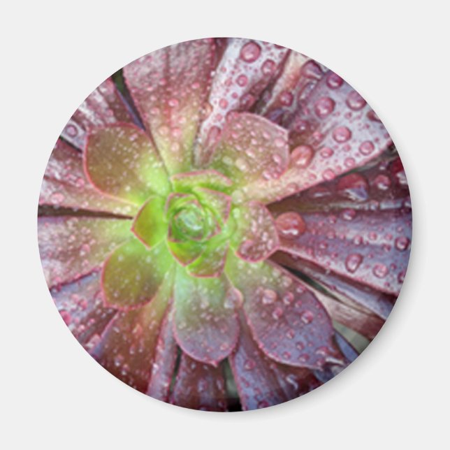 Succulent Magnet (Front)