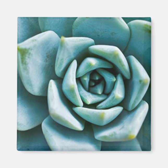 Succulent Magnet (Front)