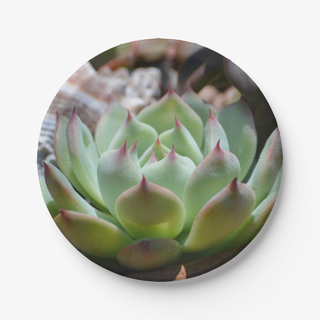 Succulent Paper Plate (Front)