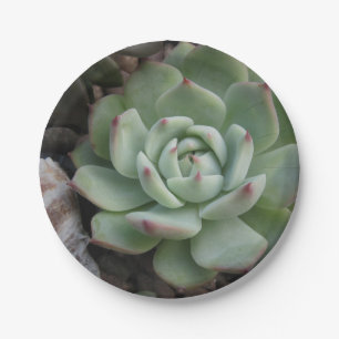 Succulent Paper Plate