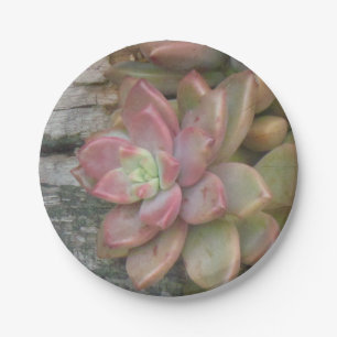 Succulent Paper Plate
