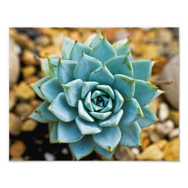 Succulent Photo Print (Front)