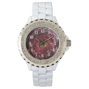 Succulent Photo Red Burgundy Coastal Plant Watch