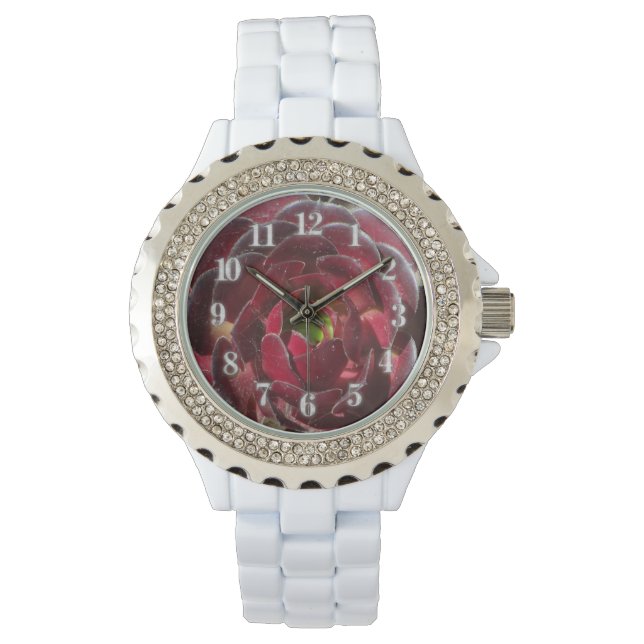 Succulent Photo Red Burgundy Coastal Plant Watch (Front)