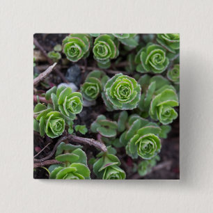 Succulent Photography 15 Cm Square Badge
