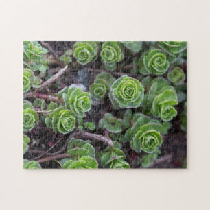 Succulent Photography Jigsaw Puzzle