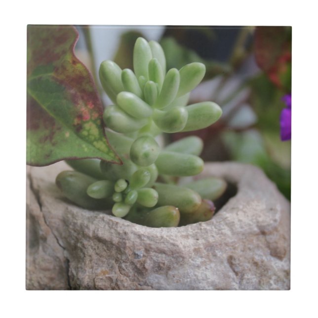 Succulent Plant and Chameleon Plant Tile (Front)