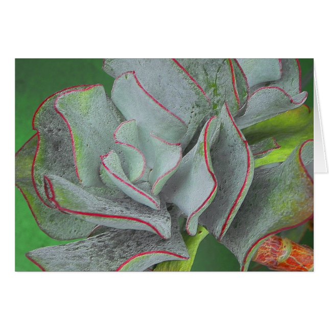 Succulent Plant Card (Front Horizontal)