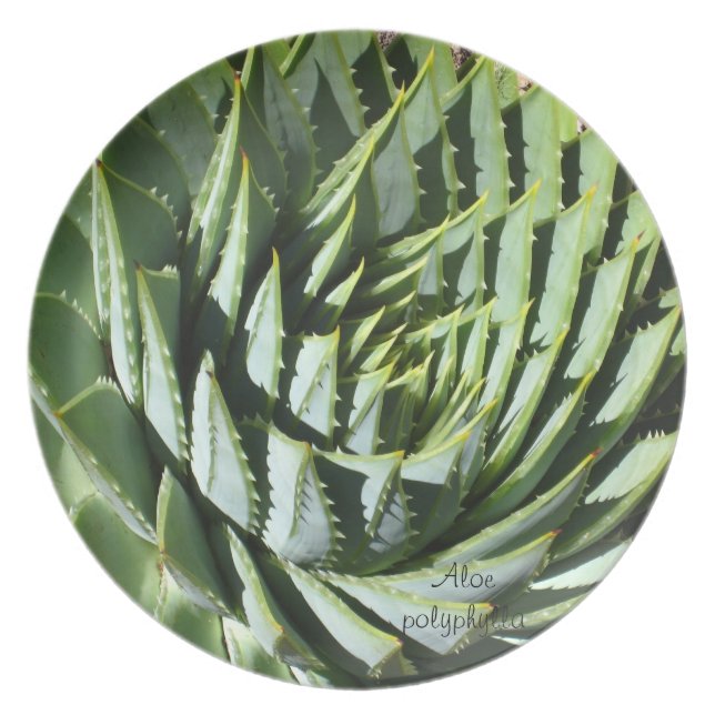 Succulent plant dinner plate: Aloe polyphylla Plate (Front)