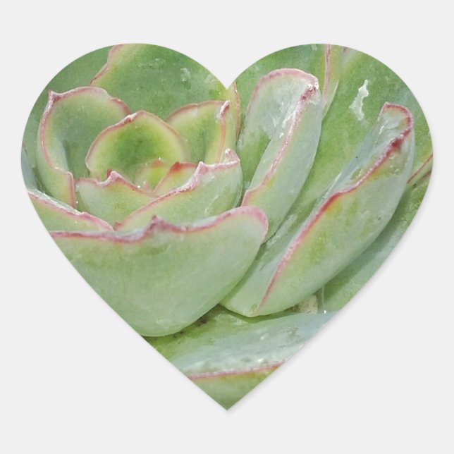 Succulent Plant Heart Sticker (Front)