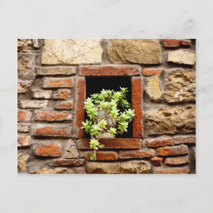 Succulent Plant in a Brick Wall Postcard