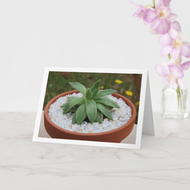 Succulent Plant in Terracotta Pot Card (Orchid)