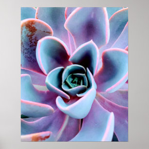 Succulent Plant Nature Photography Photo Poster