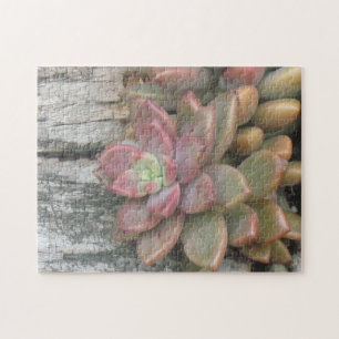 Succulent Plant On Driftwood Jigsaw Puzzle