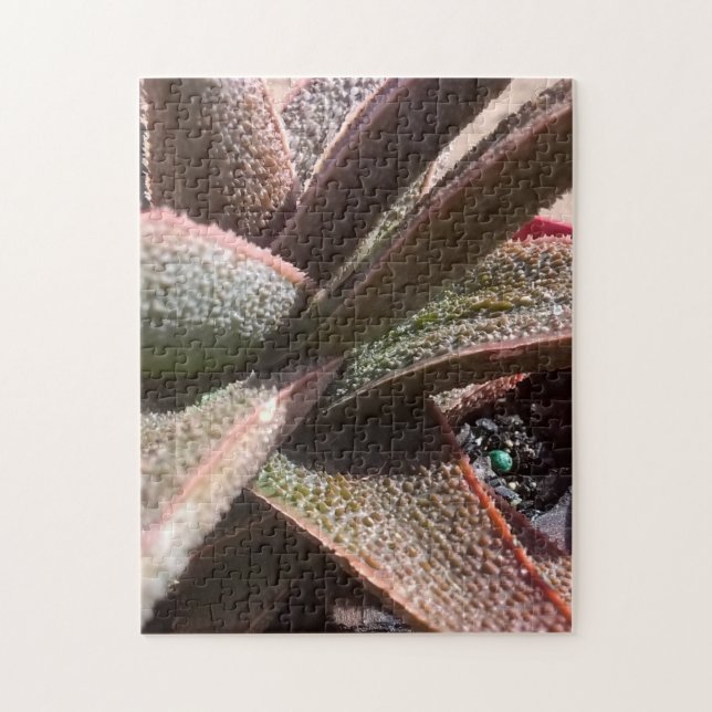 succulent plant red aloe 11" x 14" 252 pc jigsaw puzzle (Vertical)