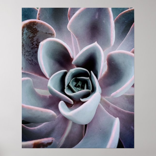 Succulent Plant Up Close Nature Photography Photo Poster (Front)