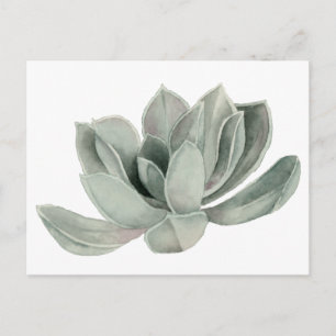 Succulent Plant Watercolor Illustration Postcard