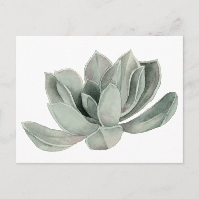 Succulent Plant Watercolor Illustration Postcard (Front)