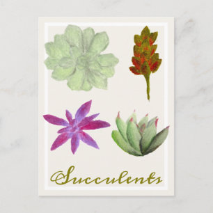 Succulent Plants Coloured Pencil Drawings Postcard
