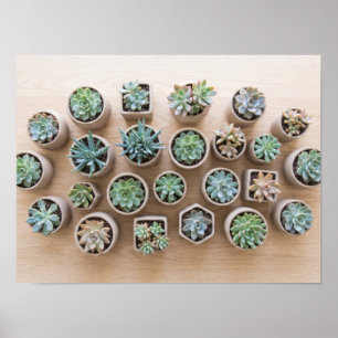 Succulent Plants in Ceramic Pots Poster