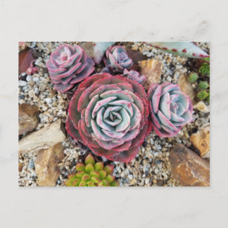Succulent postcard
