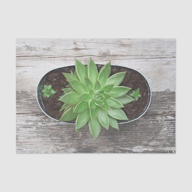 Succulent Rustic Green Art Sketch Decoupage Tissue Paper (Front)