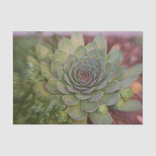 Succulent Rustic Green Country Watercolor Tissue Paper (Front)