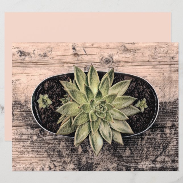Succulent Rustic Green Vintage Botanical Decoupage (Front/Back)