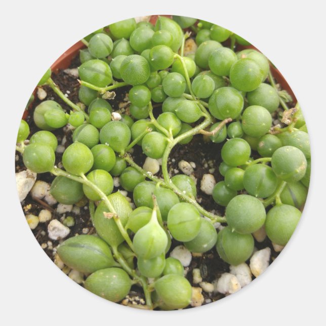 Succulent String of Pearls Classic Round Sticker (Front)