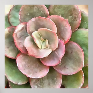 Succulent Study In Green and Coral Poster