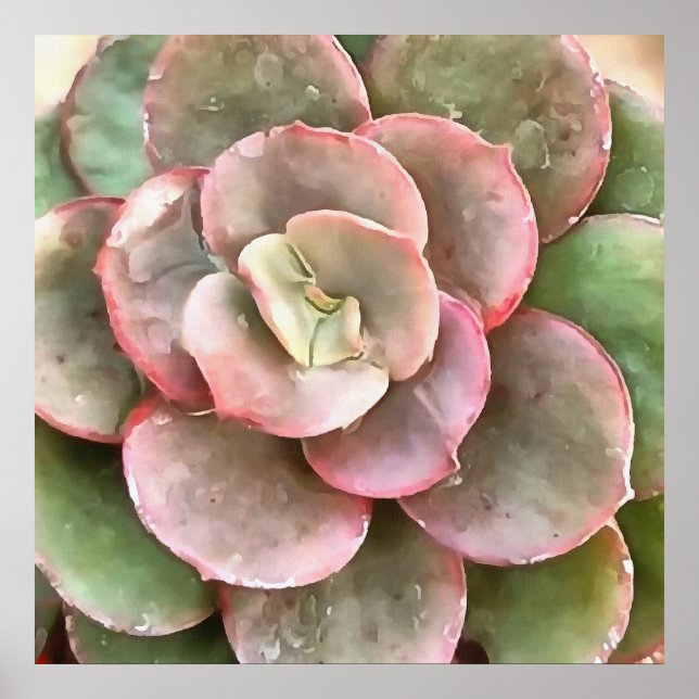 Succulent Study In Green and Coral Poster (Front)