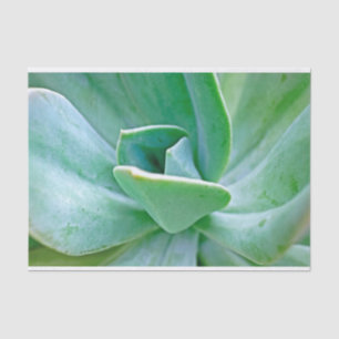 Succulent Swirl Tissue Paper